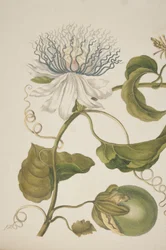 Detail von Tafel XXI aus Metamorphosis Insectorum Surinamensium von Maria Sibylla Merian, 1705